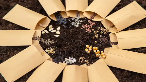 Pflanzkalender und -sets enthalten verschiedenes Saatgut mit Anleitung zur Aussaat. | IMAGO/YAY Images Zwölf Tüten mit Saatgut im kreisförmig angeordnet