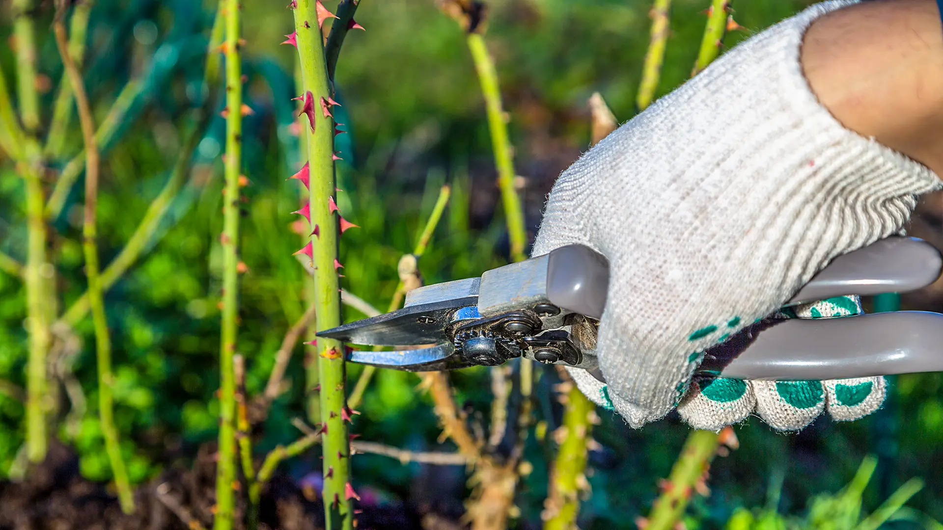 Rosen im Herbst schneiden: Was spricht dafr, was dagegen? | ndr.de