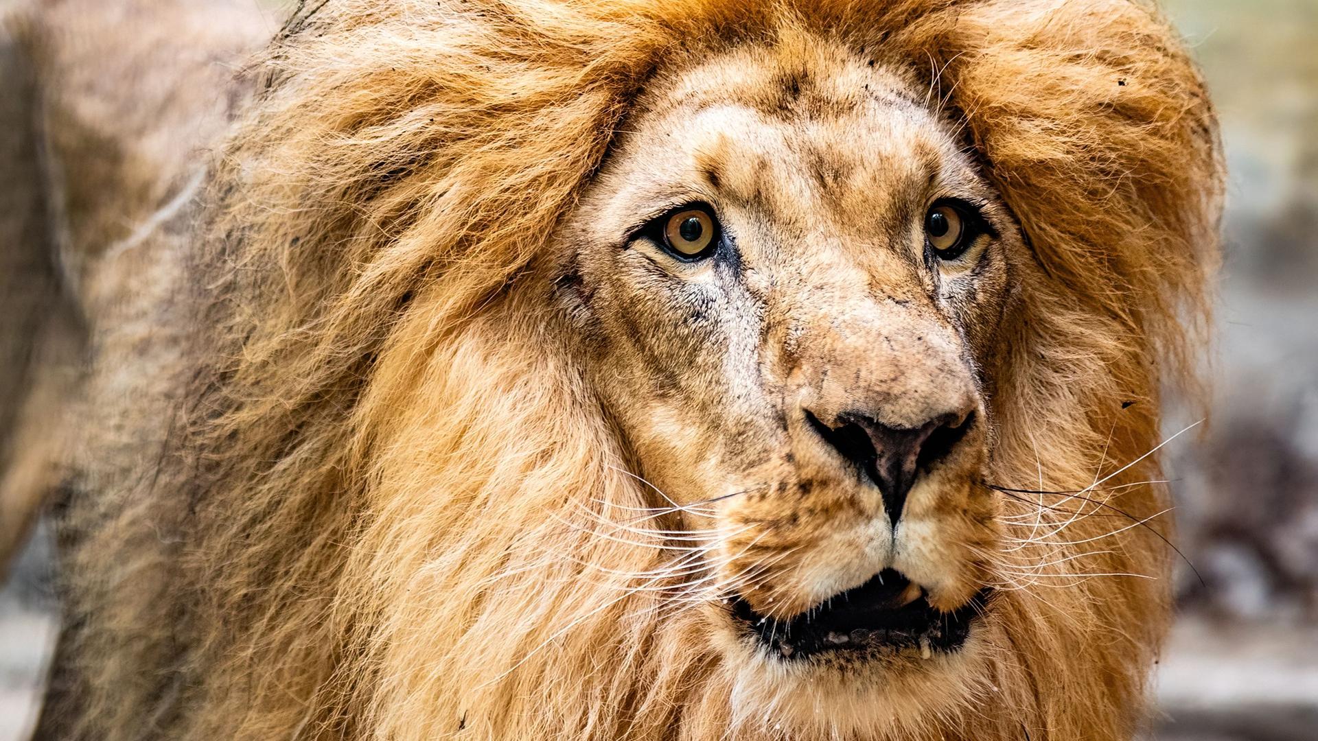Neuer Löwe im Rostocker Zoo