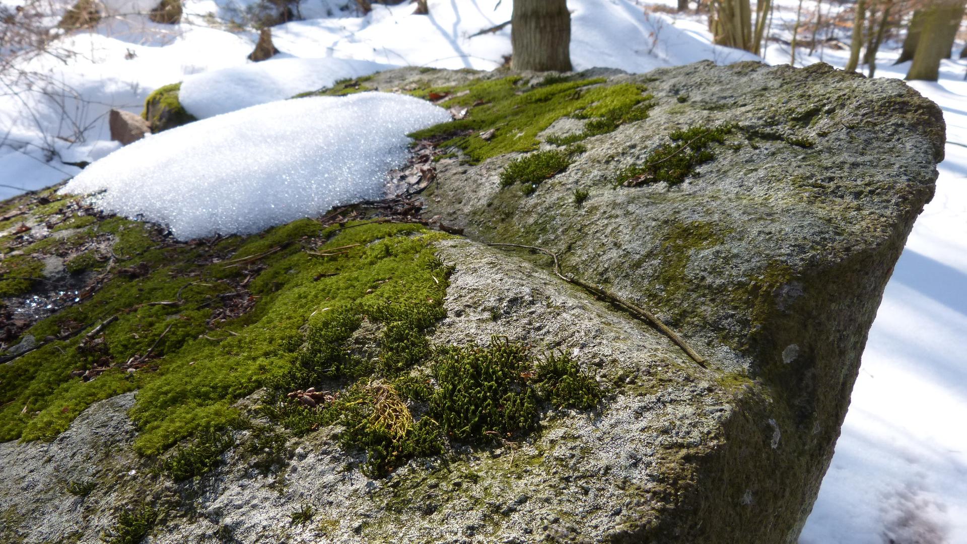 Auf Rügen: Großsteingräber werden gepflegt