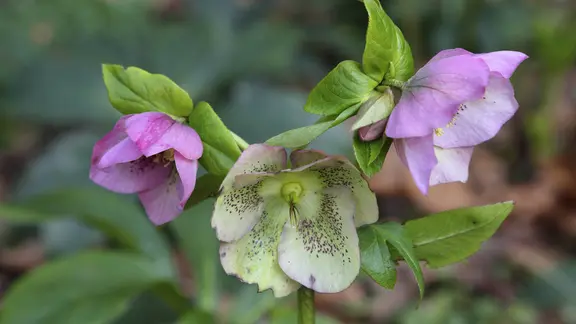 Christrose pflegen: So gedeiht die winterharte Pflanze | ndr.de