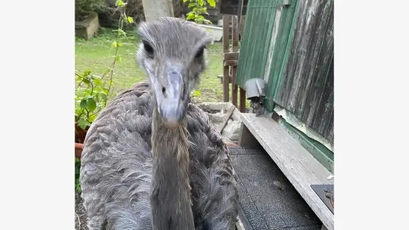 Ein Nandu steht in einem Garten und blickt Richtung Kamera.