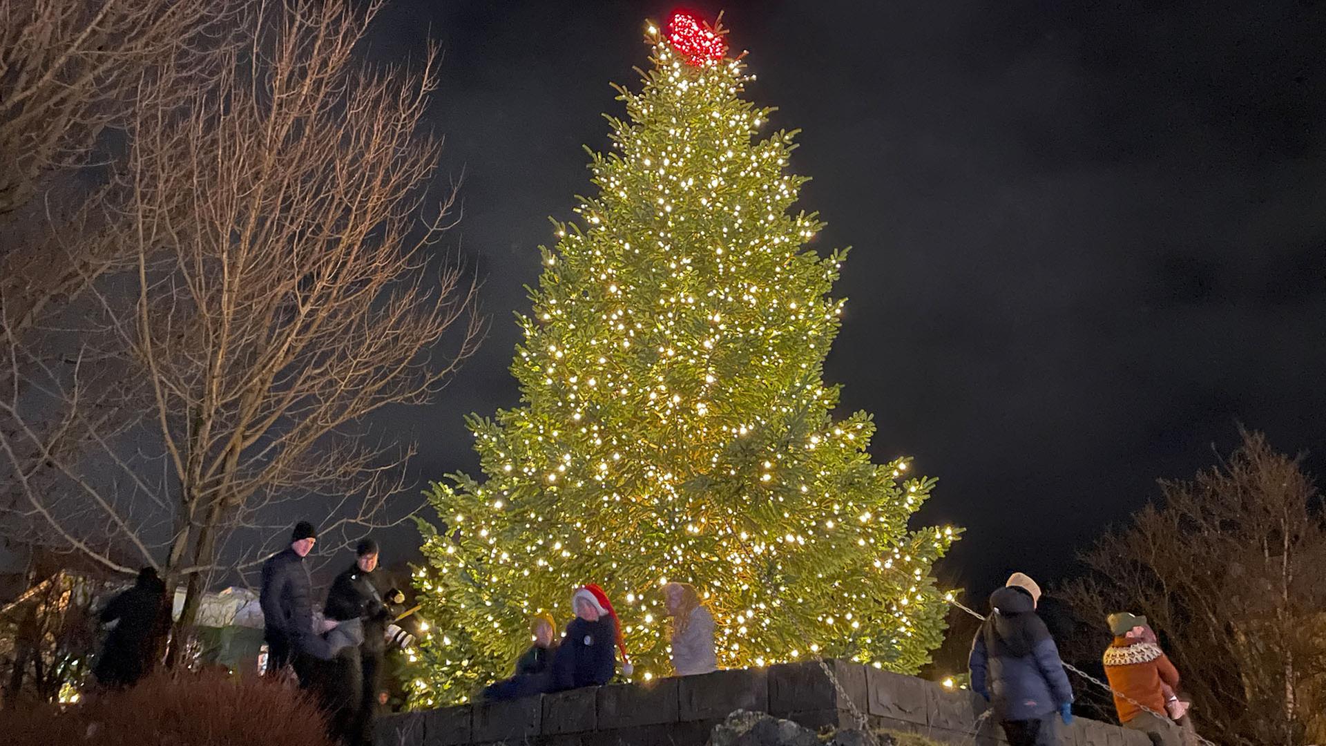 Ein Weihnachtsbaum aus Cuxhaven steht im isländischen Hafnarfjördur. | Stadt Cuxhaven/witthohn