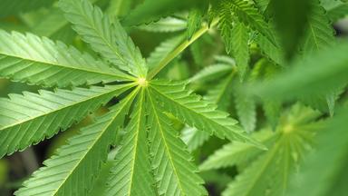 Eine junge Cannabispflanze in einer Nahaufnahme.