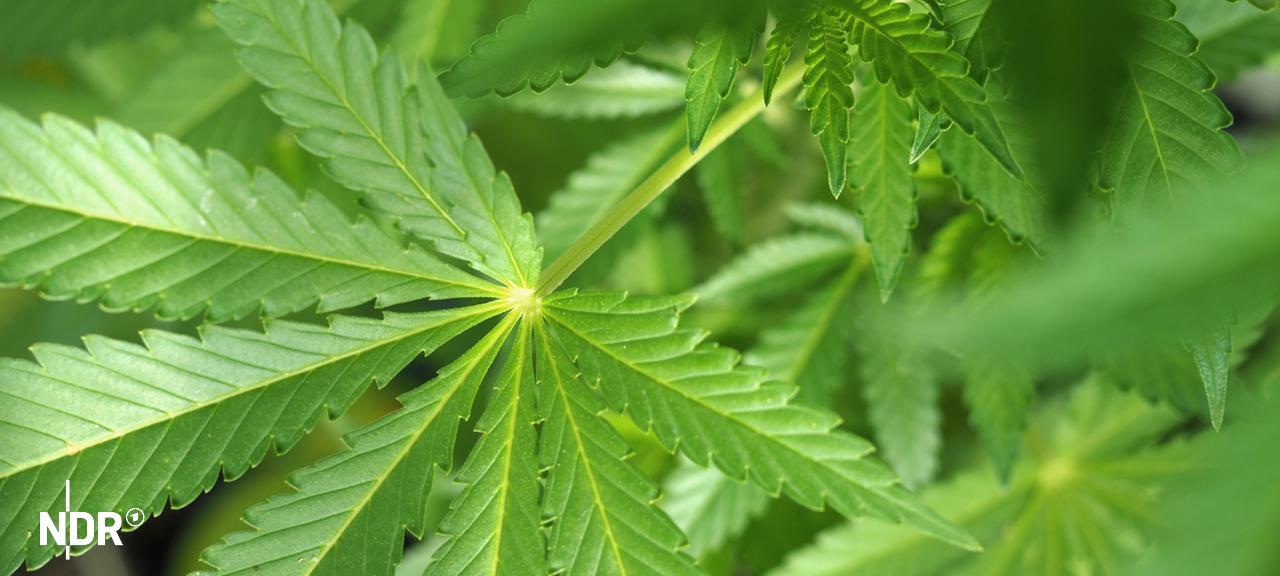 Eine junge Cannabispflanze in einer Nahaufnahme. | NDR, Anja Deuble Eine junge Cannabispflanze in einer Nahaufnahme.