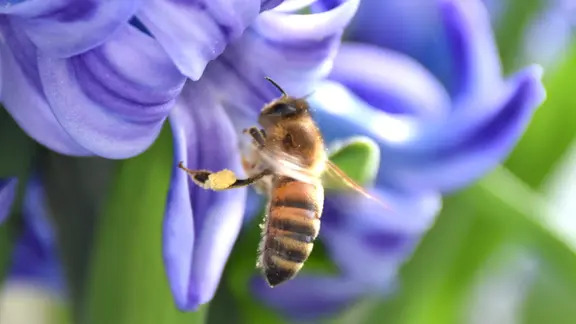 Eine Biene nähert sich einer Blüte.