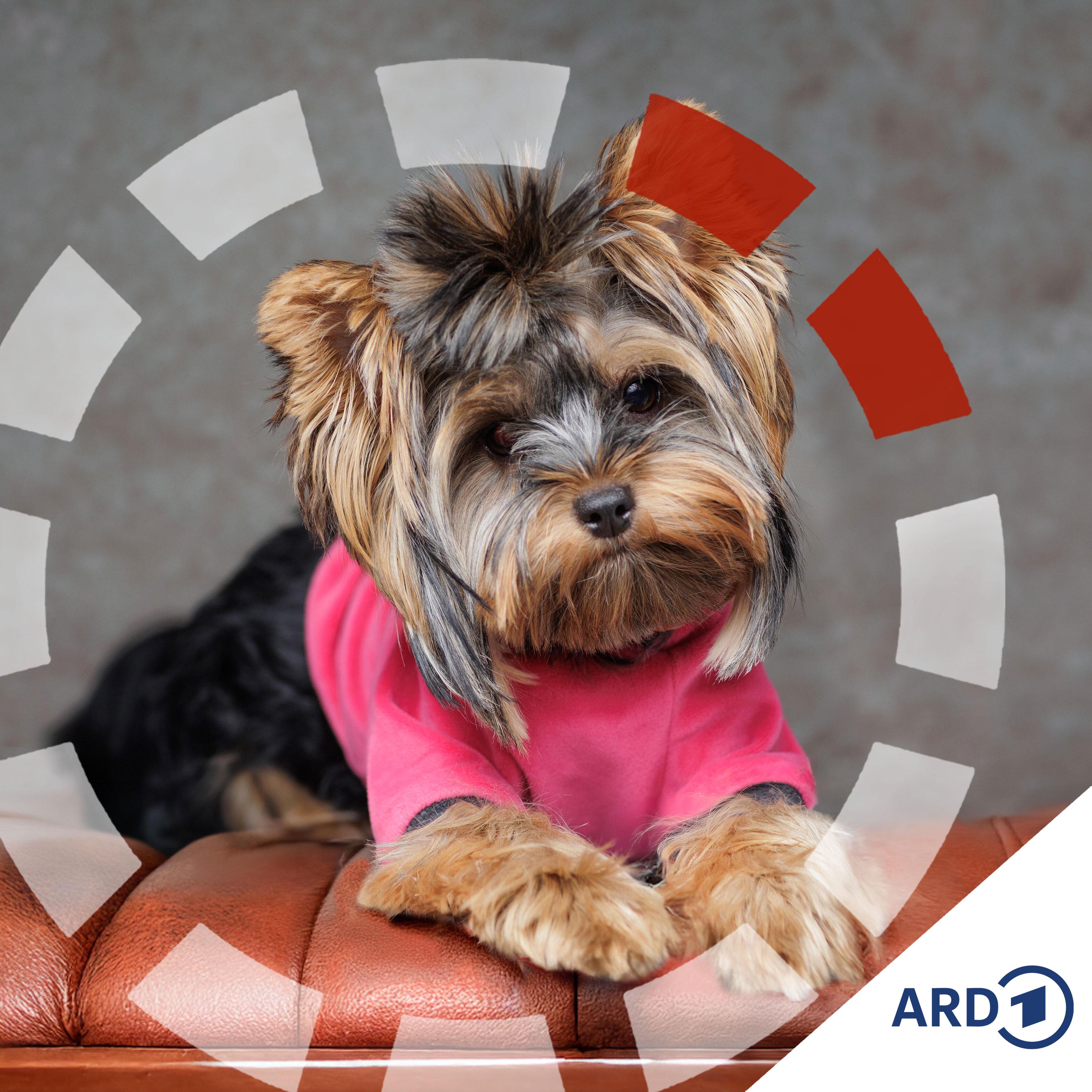 Alles für den Hund? So teuer sind Haustiere episode artwork