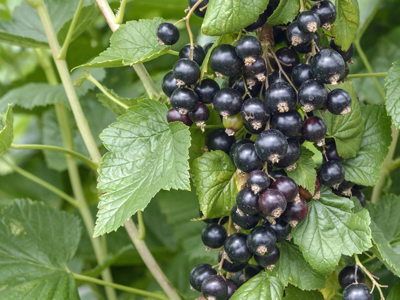 Johannisbeeren pflanzen und pflegen | ndr.de