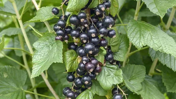 Johannisbeeren pflanzen und pflegen | ndr.de