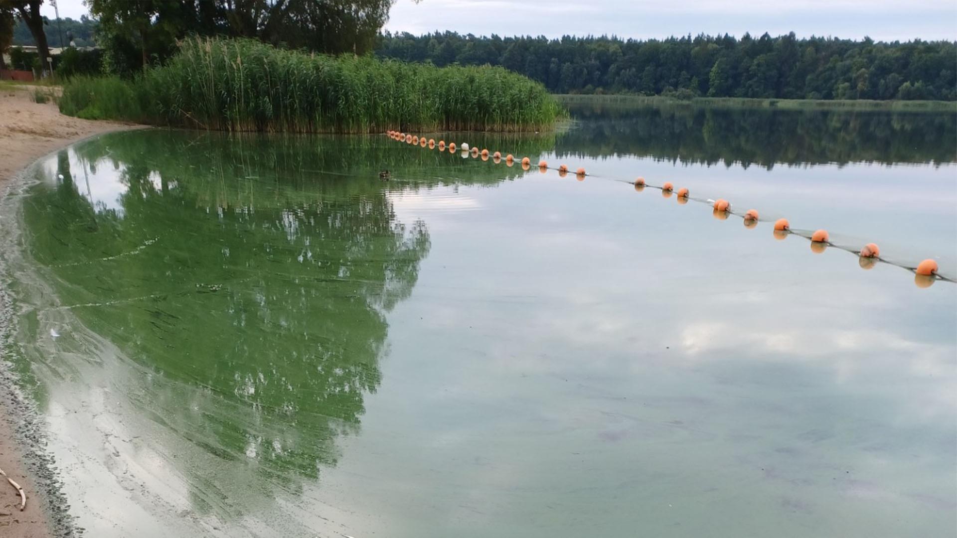 Blaualgen nur in wenigen Badeseen in Region Rostock nachgewiesen