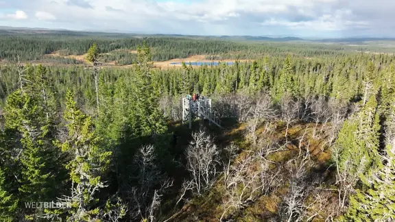 Ein Wald mit teils abgeholzten Bäumen, gefilmt von oben.