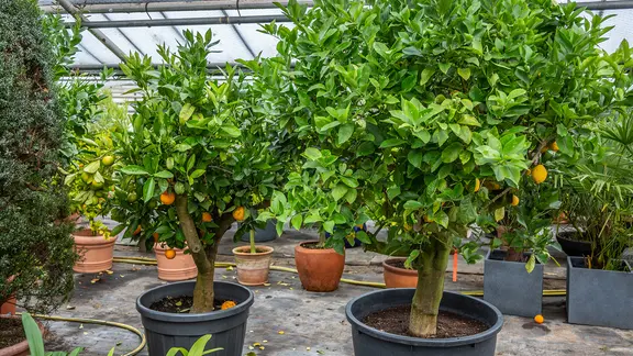 Ein Gewächshaus eignet sich sehr gut, um Zitruspflanzen zu überwintern. | NDR, Udo Tanske Zitrusbäume in einem Palmenhaus