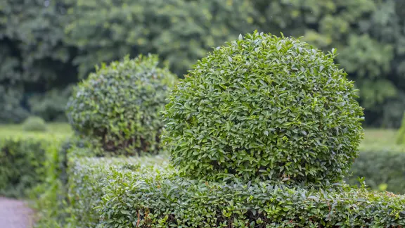 kann man kirschlorbeer im topf halten Portugiesischer Kirschlorbeer Prunus lusitanica Angustifolia Topf 1,3L –  Baumschule Bultjer main image 1