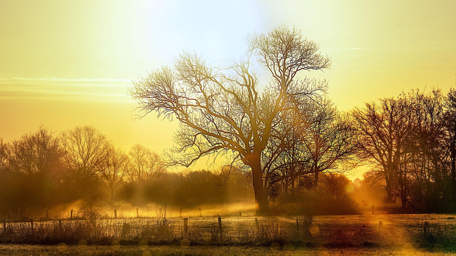 Gelber Sonnenaufgang mit Nebel bei Marklohe (Landkreis Nienburg/Weser). | NDR, Christian Ravenstein