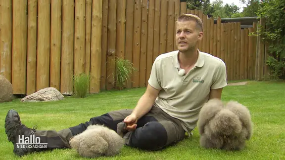 Ein Pfleger kümmert sich um zwei junge Andenkondor-Küken.