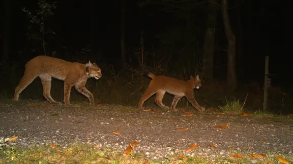 Solling Luchs "F14" ist samt des vierbeinigen Nachwuchses in eine Fotofalle gelaufen.