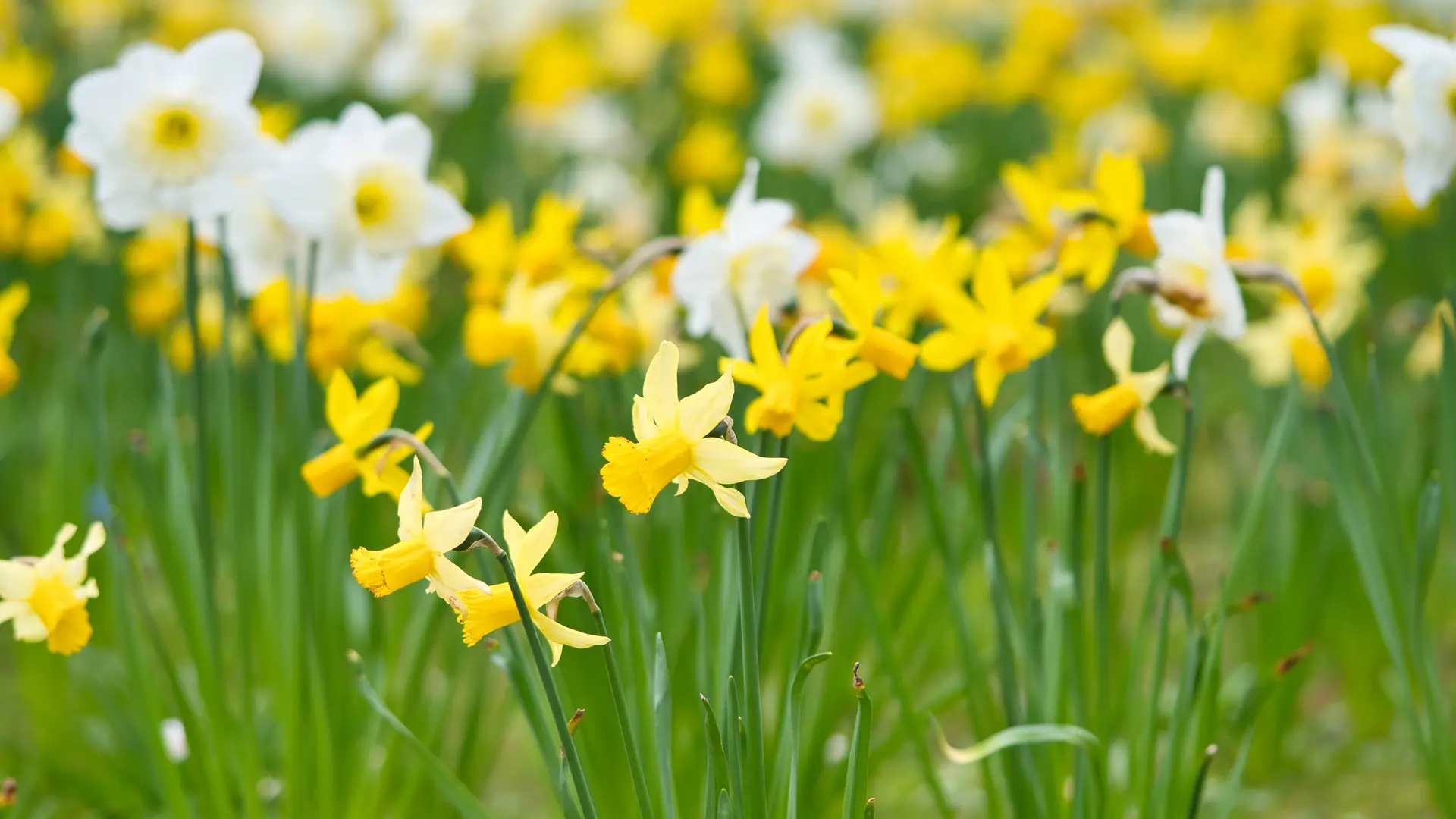 Planting and caring for daffodils