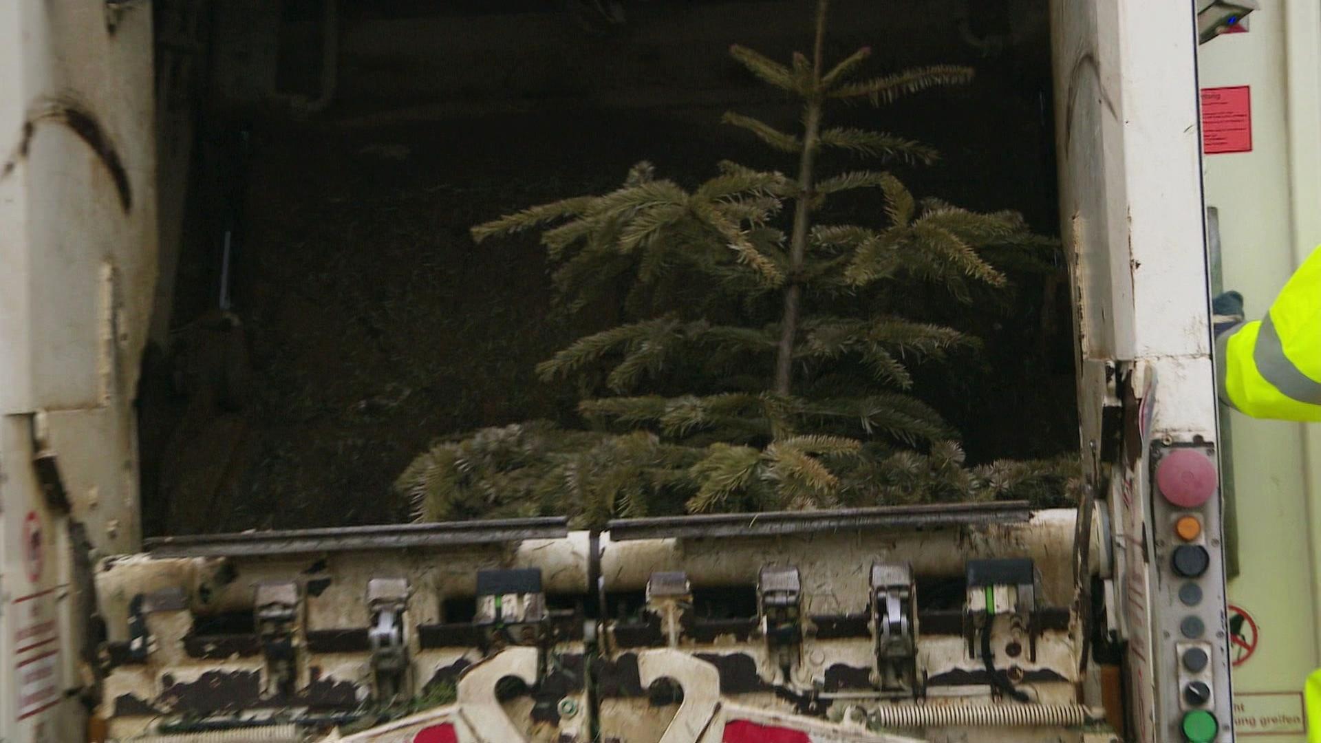 An der Seenplatte werden die Weihnachtsbäume abgeholt