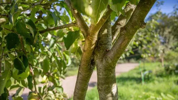 Ein Apfelbaum wird von einer Astgabel gestützt