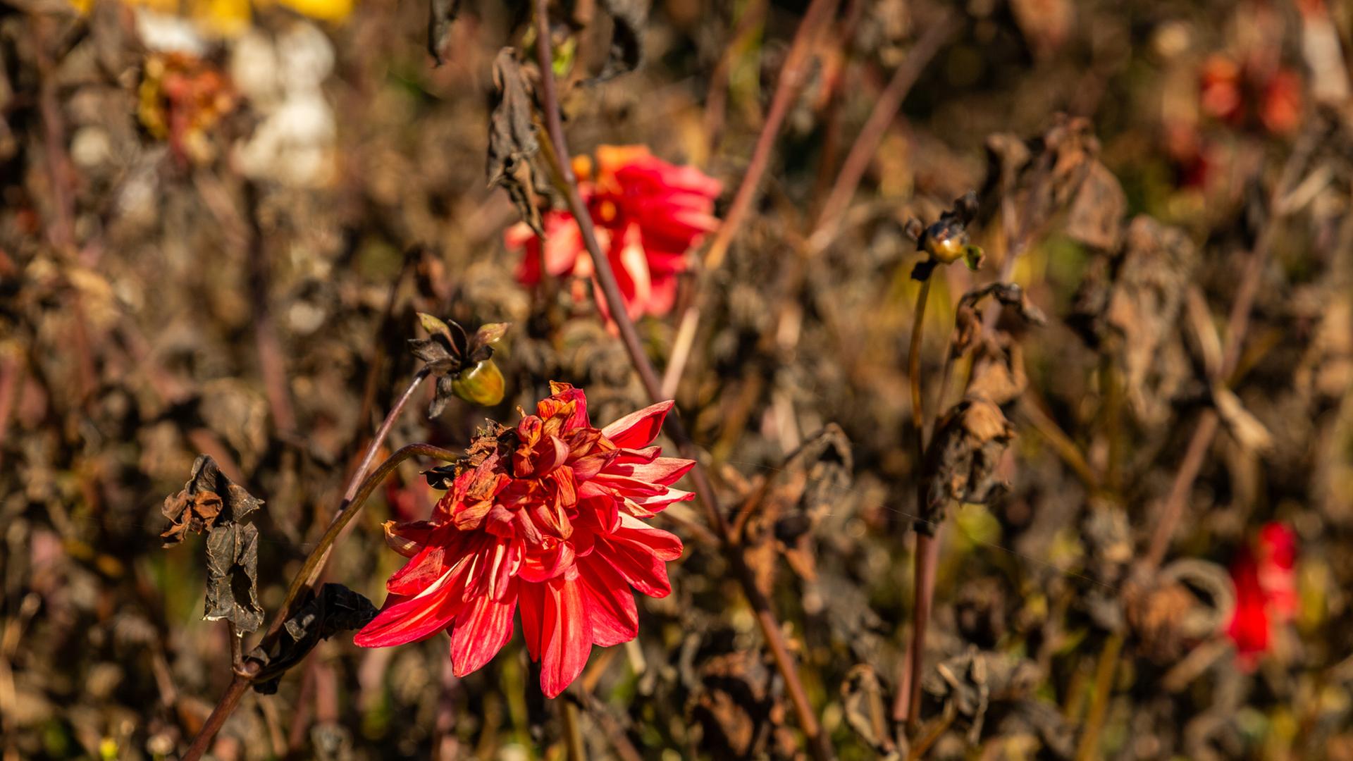 Verblühte Dahlien | NDR/Udo Tanske