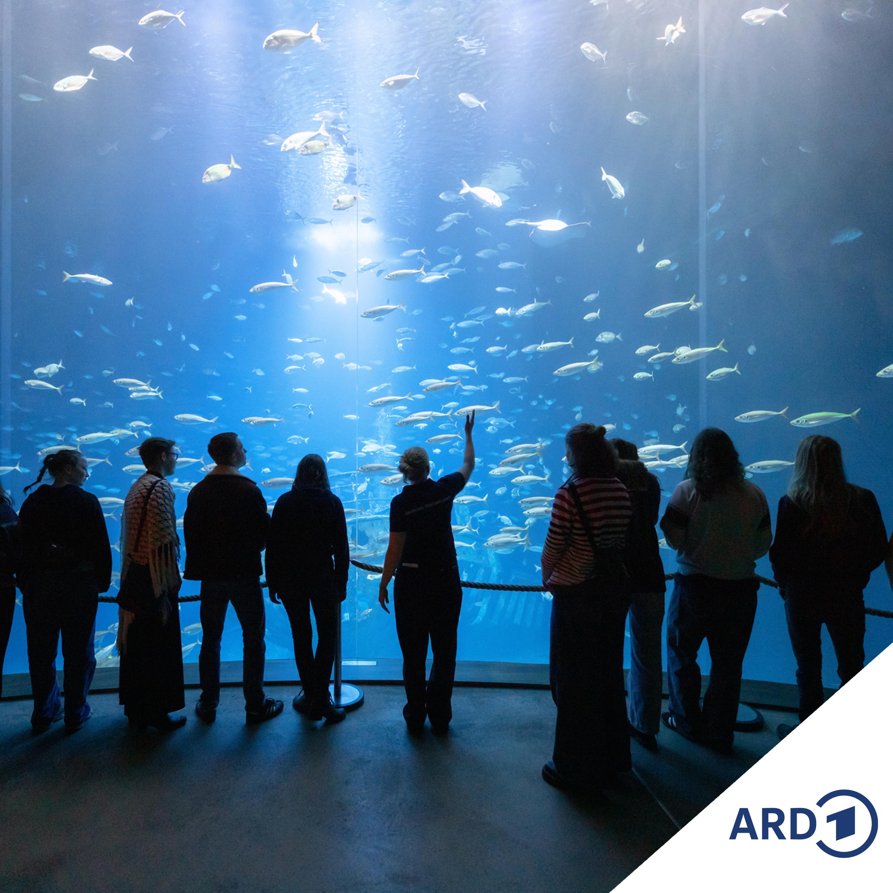 Das Hamburger Hafenkonzert