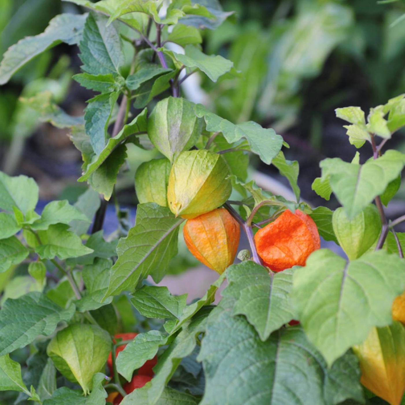 Physalis im Beet oder Kbel anbauen, pflegen und berwintern | ndr.de