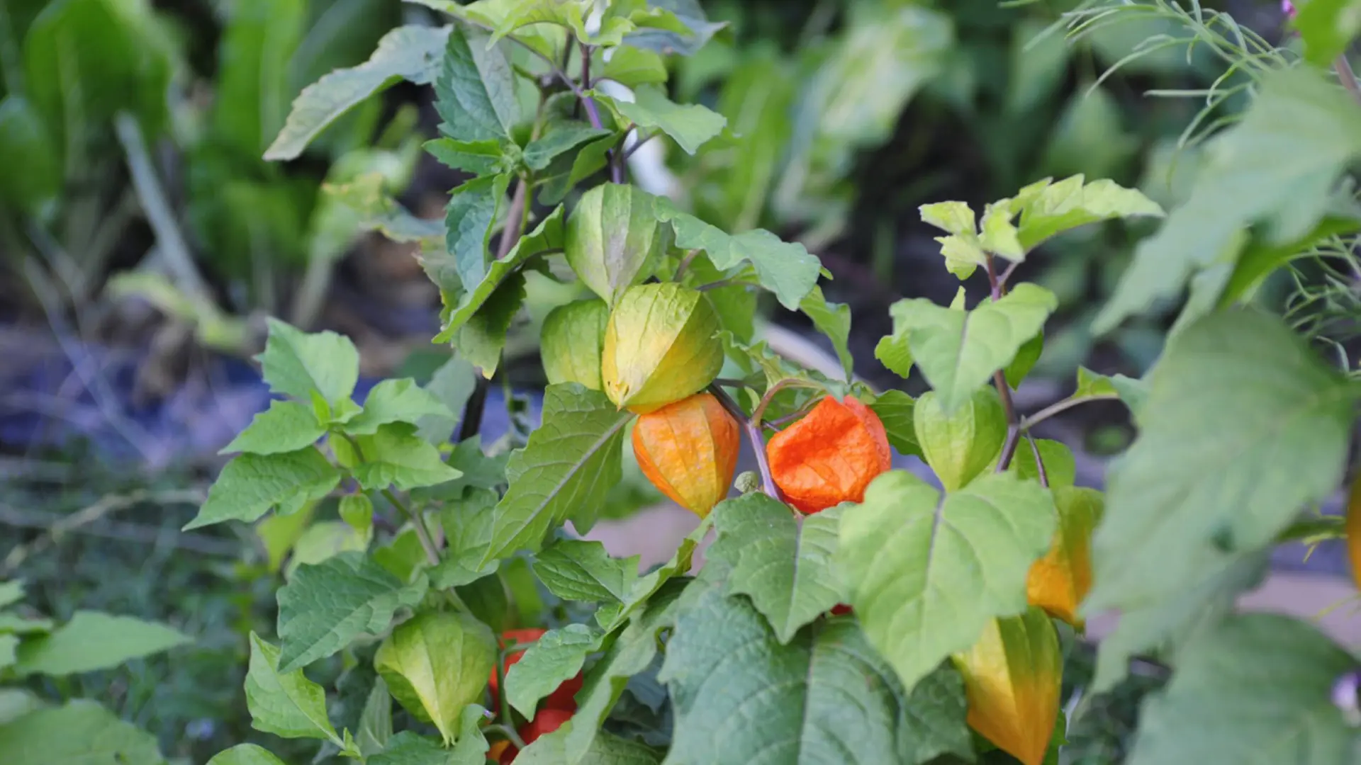 Physalis im Beet oder Kbel anbauen, pflegen und berwintern | ndr.de