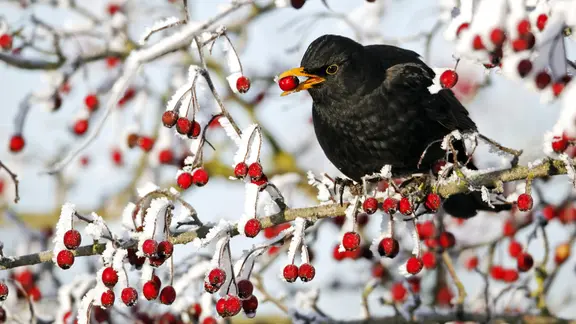 Eine Amsel sitzt auf einem Baum und frisst Beeren. | NABU/Stunde der Wintervögel 2019 , Mike Lane Eine Amsel sitzt auf einem Baum und frisst Beeren.