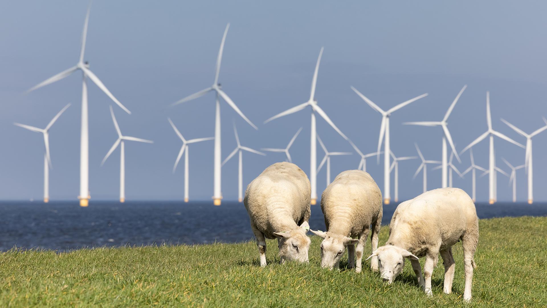 Windkraft in SH: Mehr Flächen, weniger Konflikte?