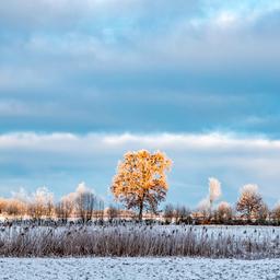 Ein sonnenbeschienener Baum in einer Winterlandschaft