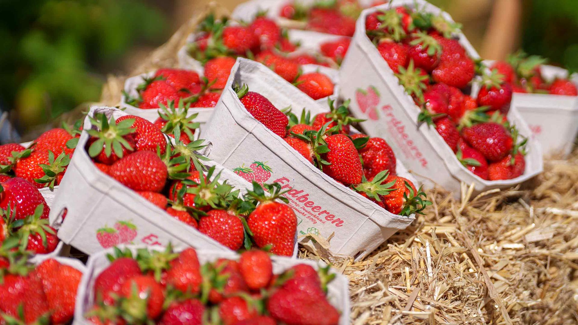 Erdbeeren aus Schleswig-Holstein: So stark sind die Preise gestiegen