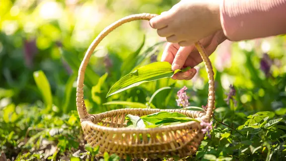 Jemand pflückt Bärlauch und legt die Blätter in einen Korb.