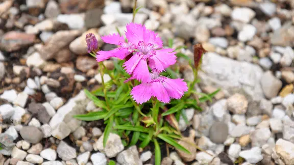 Rosa blühende Alpen-Nelke (Dianthus alpinus)