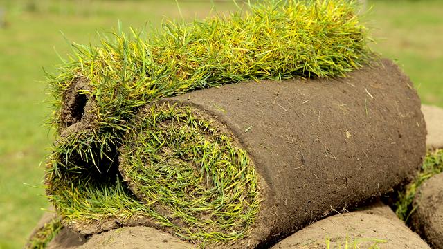 Rollrasen: schnelles Grn fr den Garten