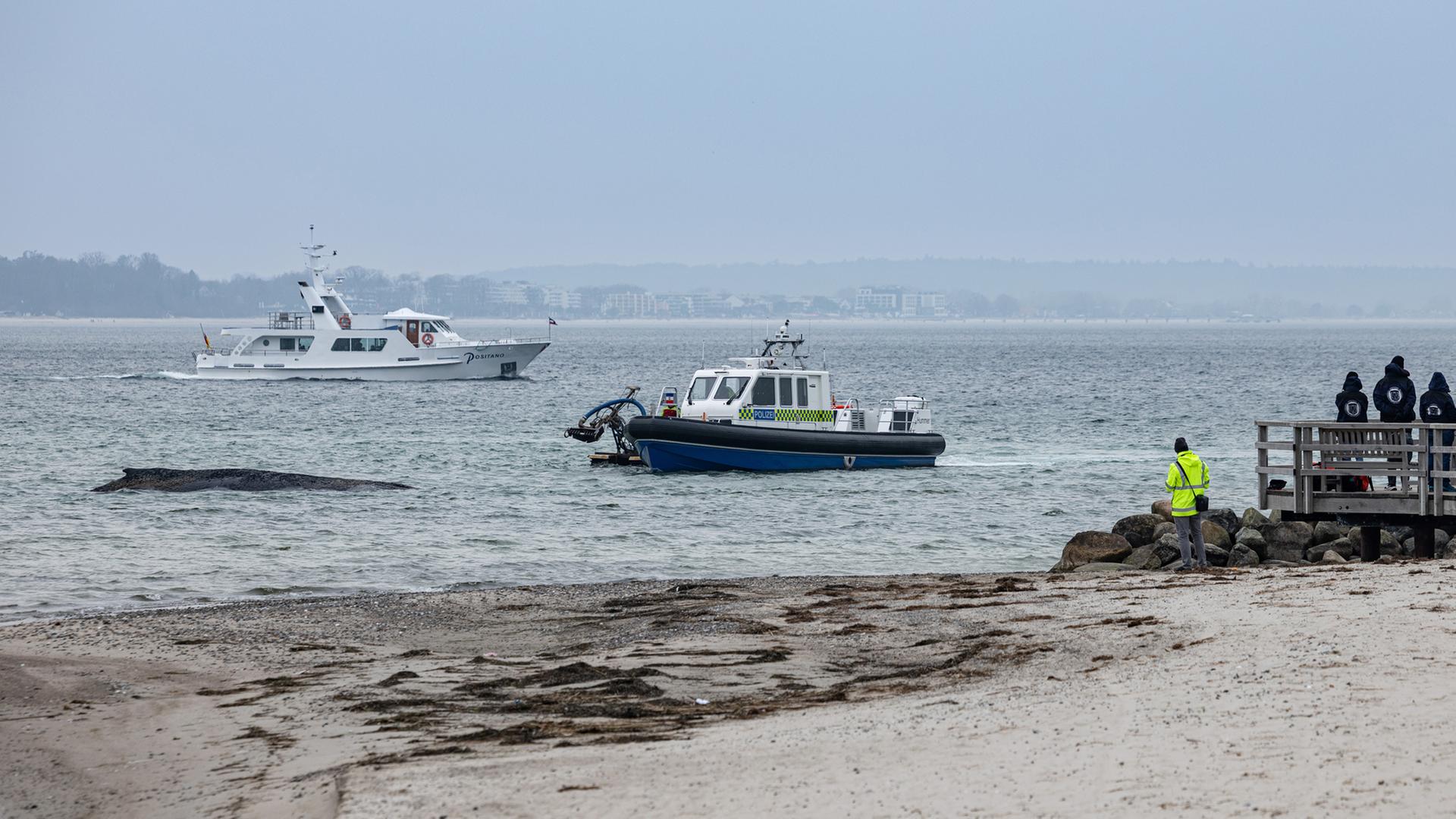 Ein Saugbagger liegt neben einem Boot der Wasserschutzpolizei in der NÃ¤he eines an der OstseekÃ¼ste vor Niendorf gestrandeten Wals- | picture alliance, Ulrich Perrey