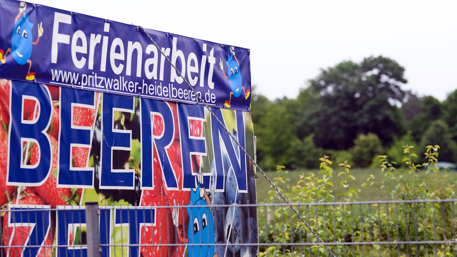 Ein Schild mit der Aufschrift ·Ferienarbeit Beerenzeit· steht am Rand eines Heidelbeer-Feldes | Soeren Stache/dpa-Zentralbild/dpa