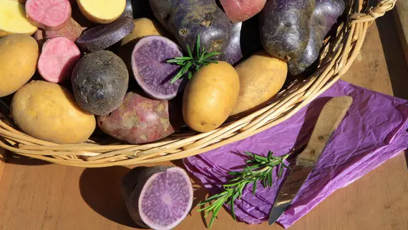 Alte Kartoffelsorten in Violett, Dunkelrot und Natur in einem Korb teilweise aufgeschnitten.