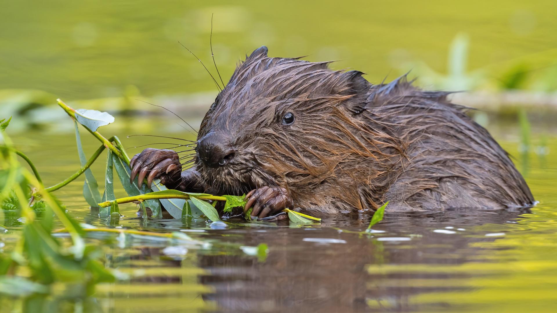 Ein Biber sitzt im Wasser und frisst an einem Zweig.  | Colourbox, Jakub Mrocek