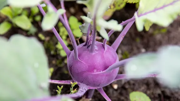 Kohlrabi pflanzen und ernten: So gelingt der Anbau | ndr.de