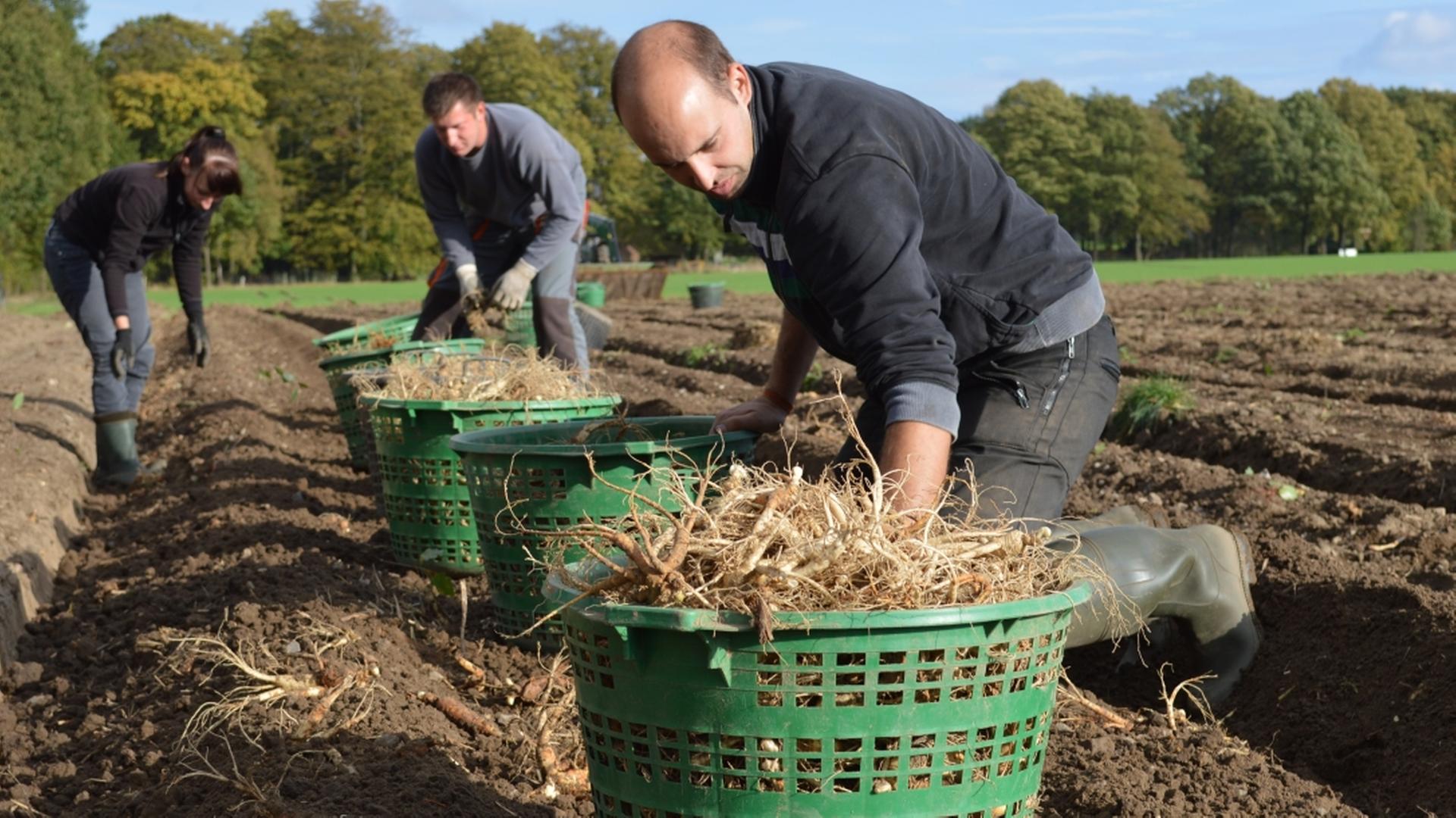 In Walsrode wird auf einem Feld die Ginsengpflanze geerntet. | FloraFarm GmbH