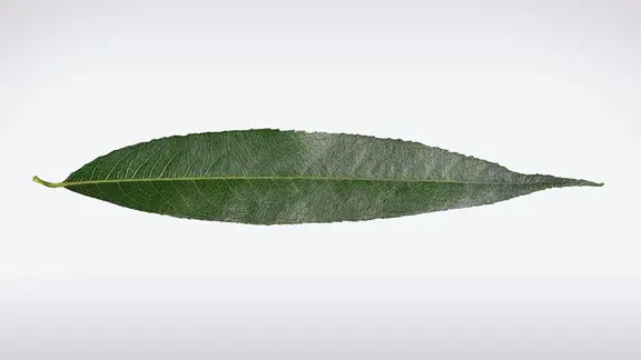 zitrusfrüchte natürlich düngen Rasenmax Zitrusdünger und Olivenbaumdünger 1 L – Rasenmax.com