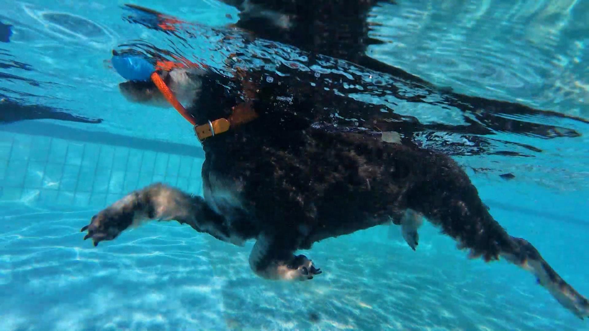 Ein Hund schwimmt in einem Freibad. | TeleNewsNetwork