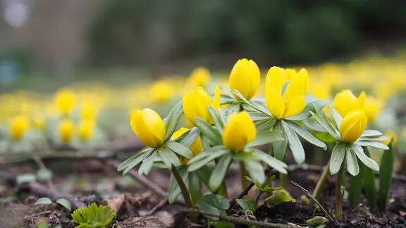 Gelb leuchtende Blüter des Winterlings vor braunem Mulchboden.