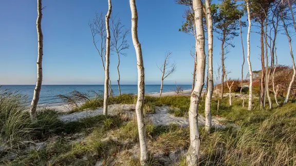 Junge Birken am Strand vom Weststrand Darß