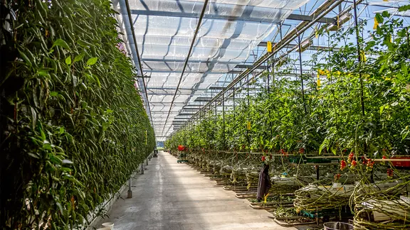 was für dünger brauchen tomaten Purgrün Bio-Tomatendünger 1 Liter