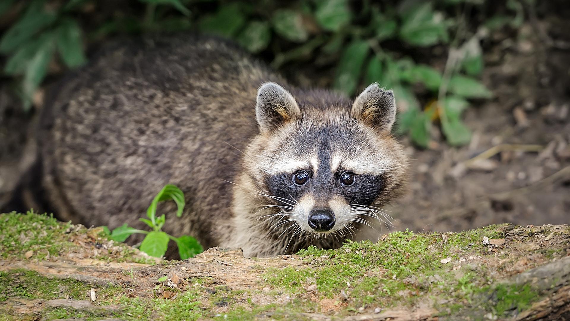 Ein Waschbär im Wald. | Colourbox, Volodymyr Burdiak