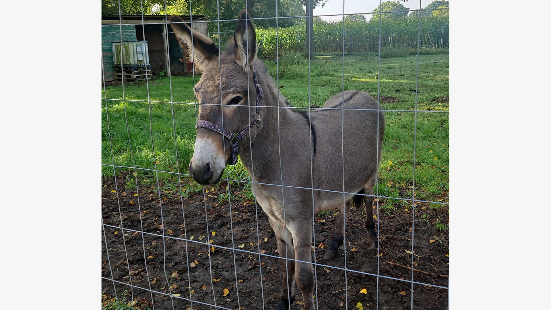 Ein Esel steht hinter einem Zaun. | Polizei Cuxhaven