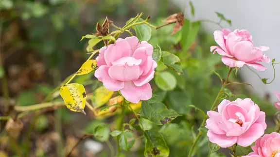 Schwarze Flecken und gelbe Rosenblätter zeigen Befall durch Sternrußtau.