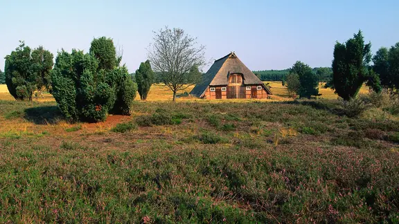 Ein Fachwerkhaus zwischen typischen Pflanzen in der Lüneburger Heide