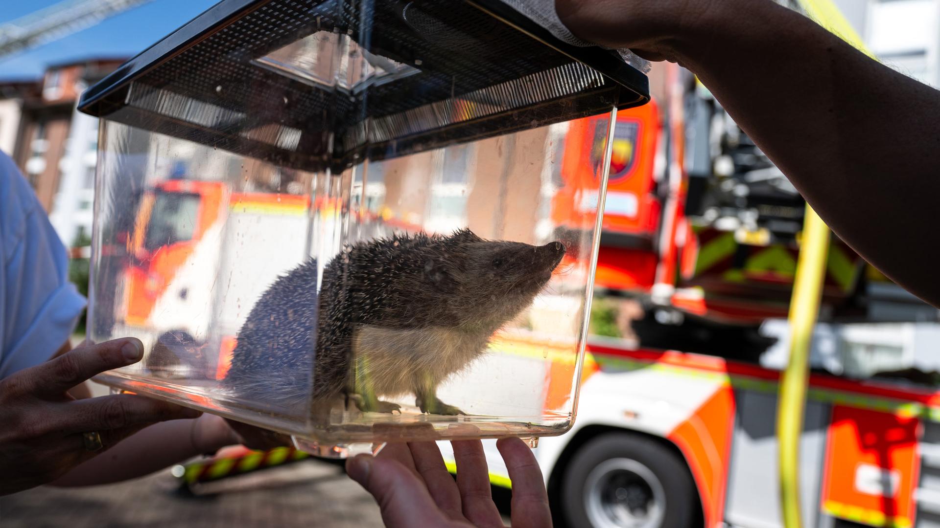 Ein Igel sitzt in einem Plexiglas-Behälter vor dem brennenden Haus. | Henricus Lüschen